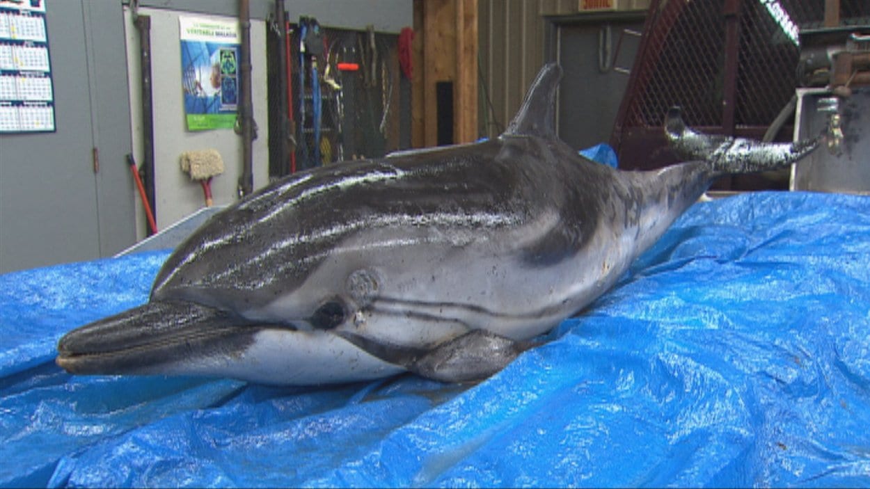Le dauphin bleu et blanc s'est échoué sur les rives du Saguenay