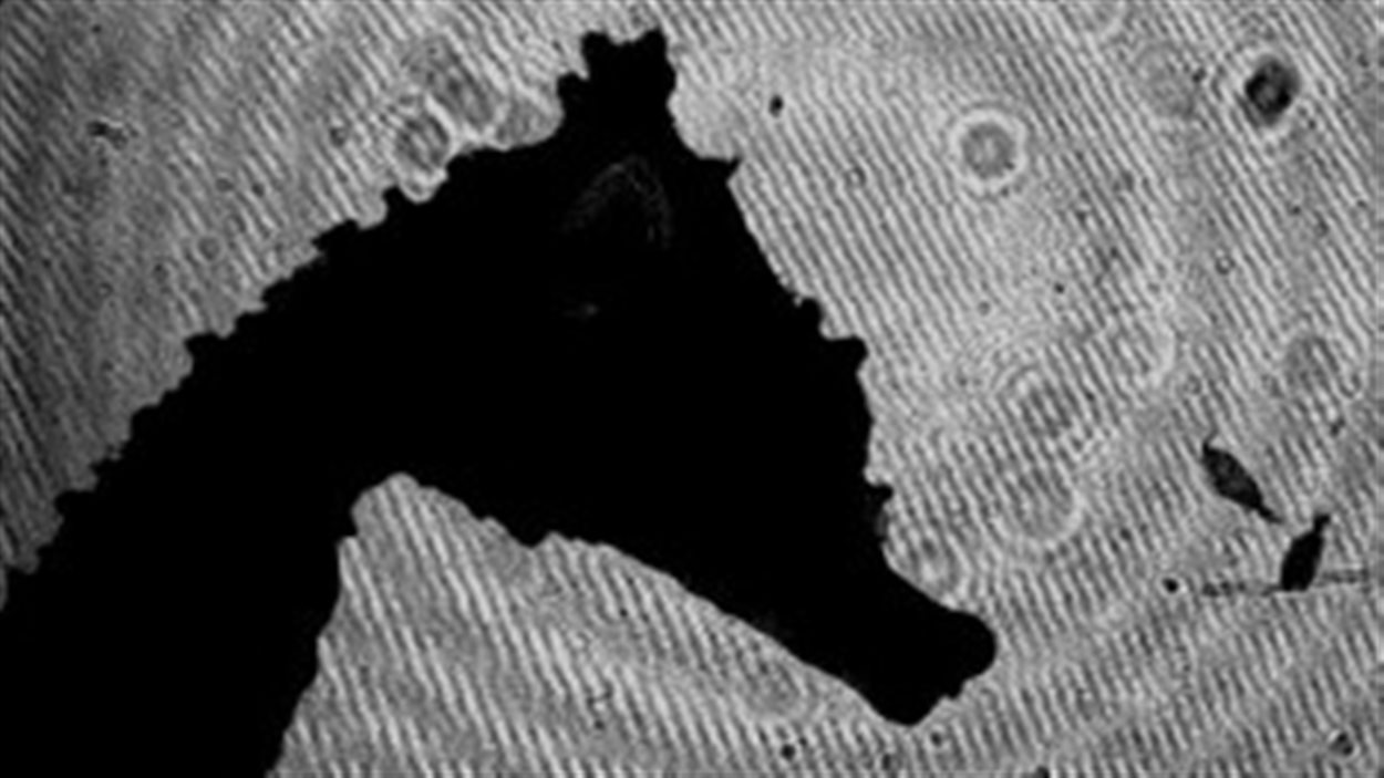 La tête d'un hippocampe