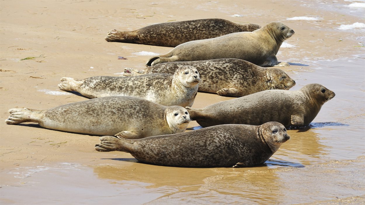 Phoques aux Îles-de-la-Madeleine