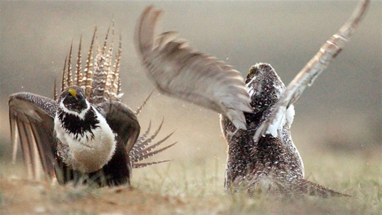 Deux Tétras des armoises
