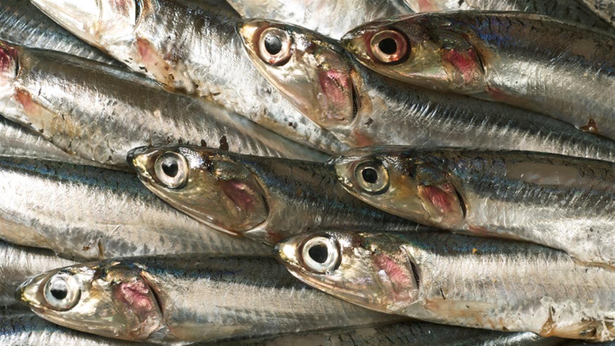 Anchois