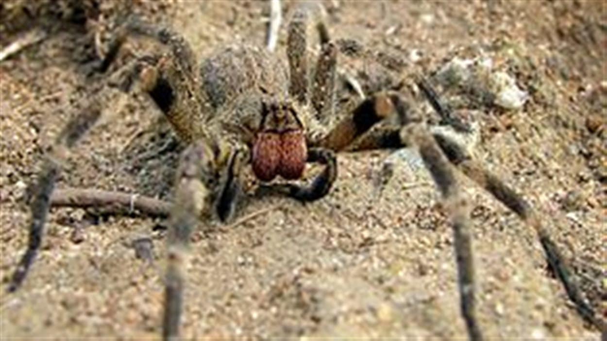 L'araignée Phoneutria nigriventer