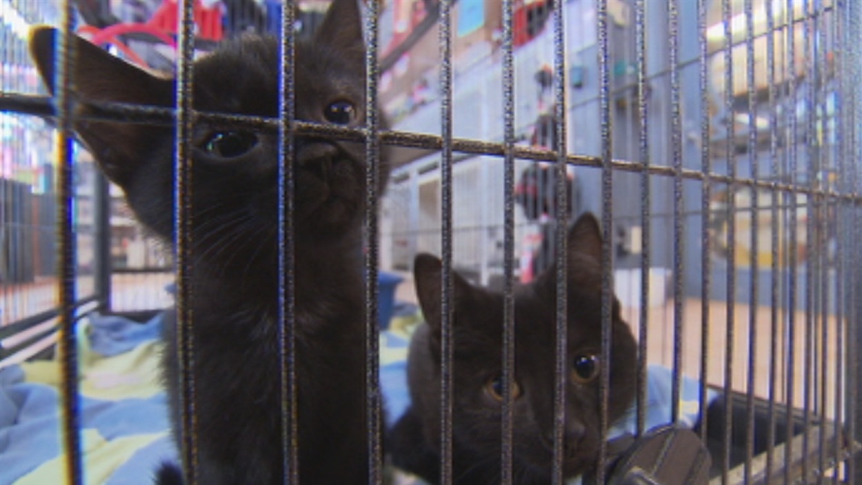 Des chatons à vendre dans une animalerie