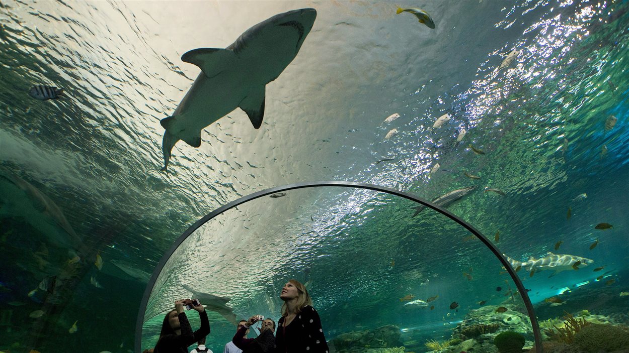 Les curieux admirent les requins lors de l’ouverture de l’Aquarium Ripley, en octobre.
