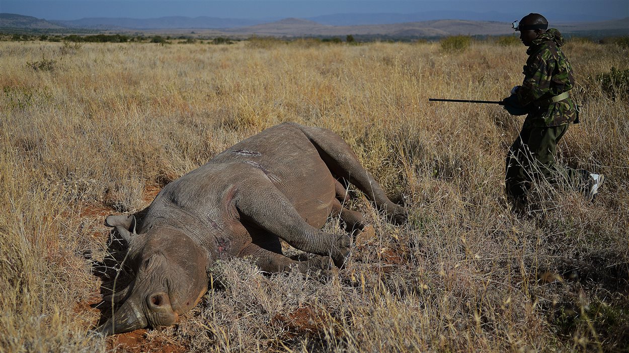 Un rhinocéros noir mâle est tranquilisé au Kenya.