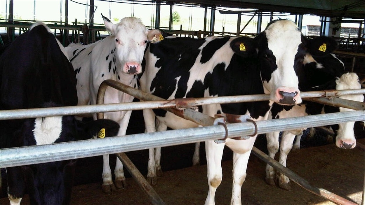 Quelques vaches laitières dans un enclos