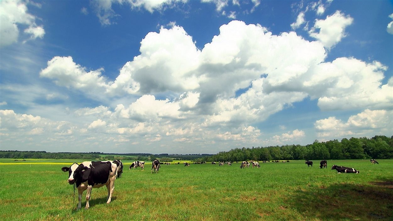 Des bovins au pâturage dans un champ du Québec