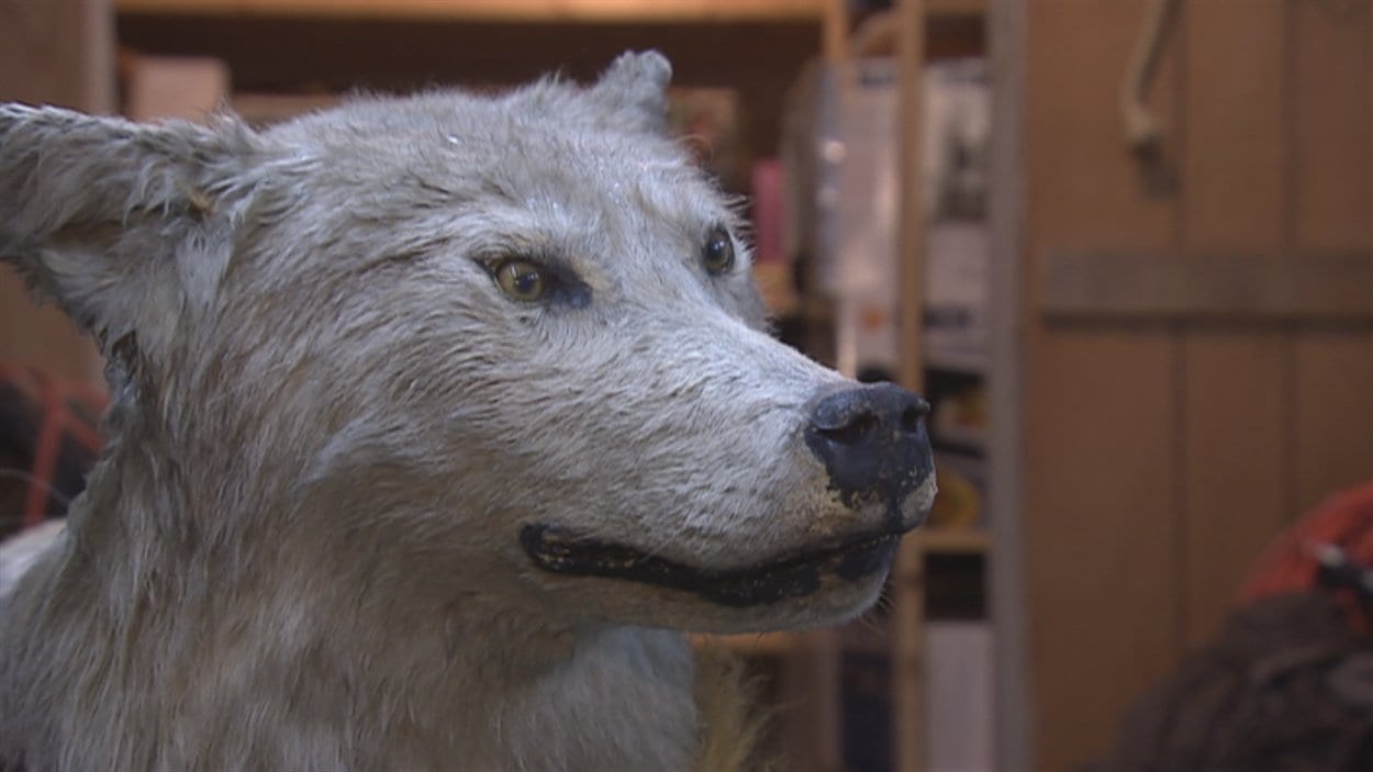 Le loup de Limoilou