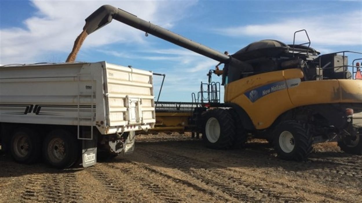 Du grain est empilé dans un camion en Saskatchewan