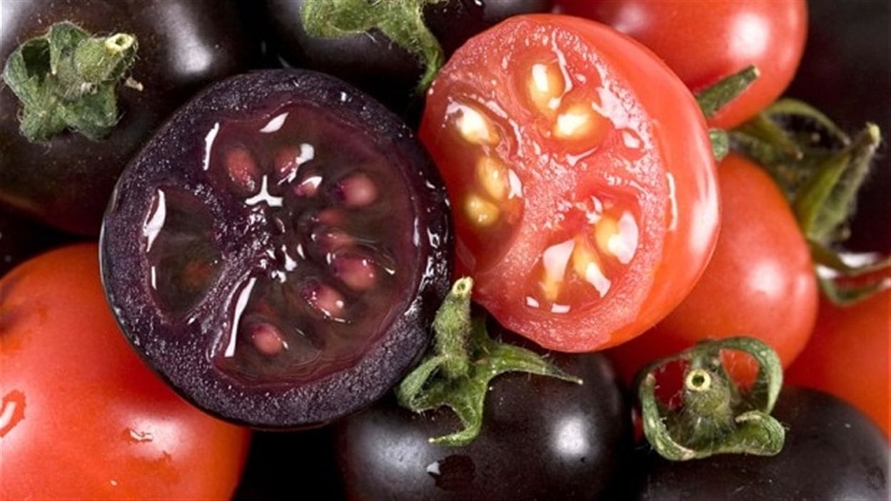 Environ 2000 litres de jus de tomates pourpres sera envoyé à des patients britanniques atteints de maladie du coeur en février.