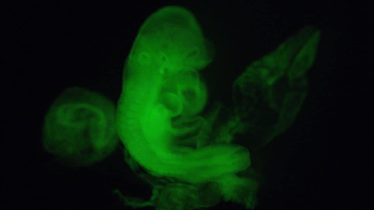 Un embryon de souris dans lequel ont été injectées des cellules pluripotentes créées par «le stress».