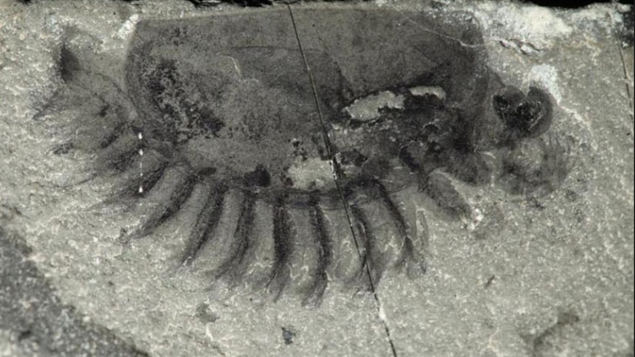 Une cinquantaine d'espèces ont été découvertes dans un gisement fossilifère dans le parc Kootenay en Colombie-Britannique.