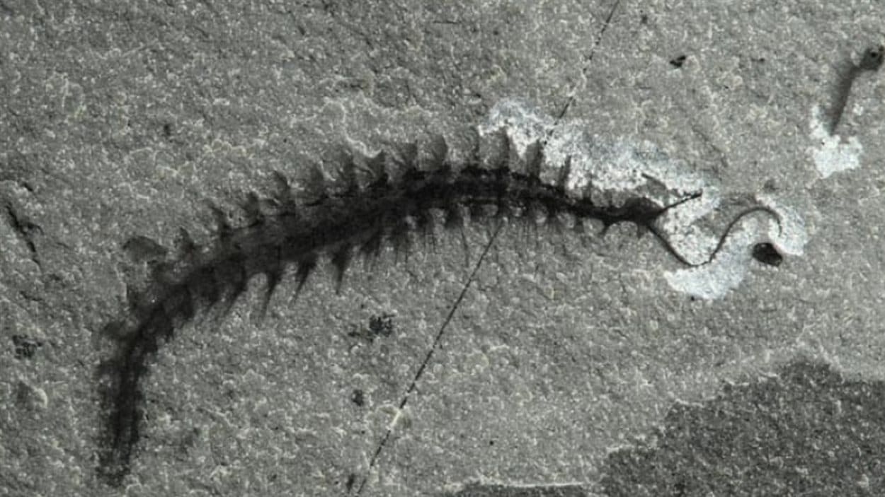 Parmi les fossiles découverts, on trouve de nombreuses espèces animales, dont le ver polychète.