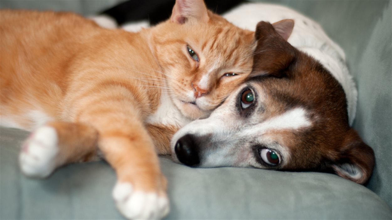 Forte Baisse Du Nombre D Euthanasies De Chiens Et De Chats A Montreal La Pause Radio Canada Ca Forte Baisse Du Nombre D Euthanasies De Chiens Et De Chats A Montreal La Pause Radio Canada Ca