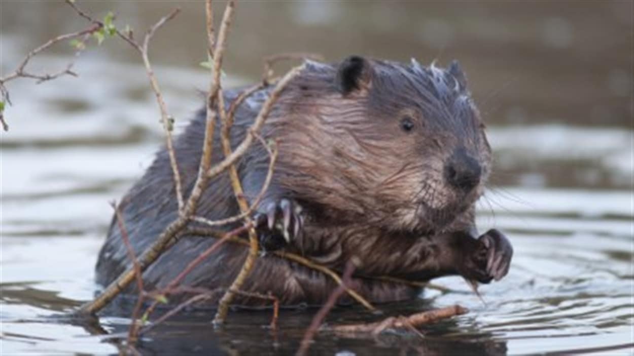 Un castor nage dans l'eau 