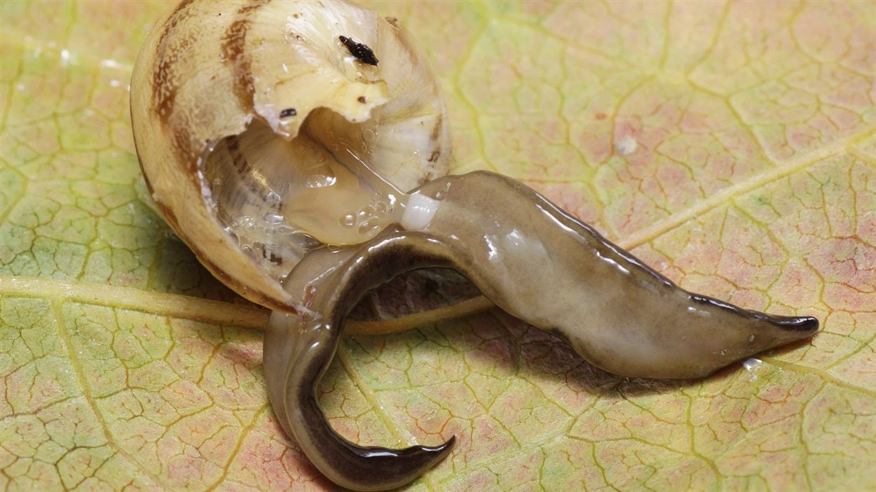 Le ver Platydemus manokwari dévore les escargots.