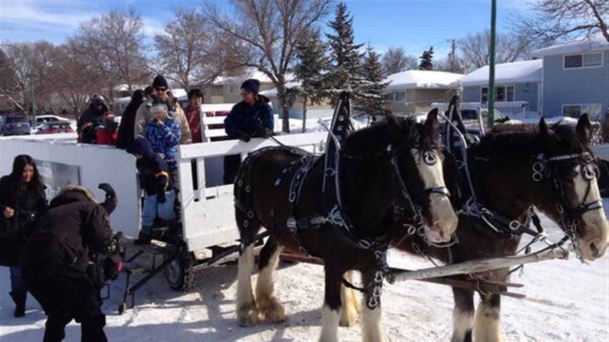 Des calèches tirées par des cheveaux lors de la troisième édition du Carnaval d'hiver fransaskois de Regina.