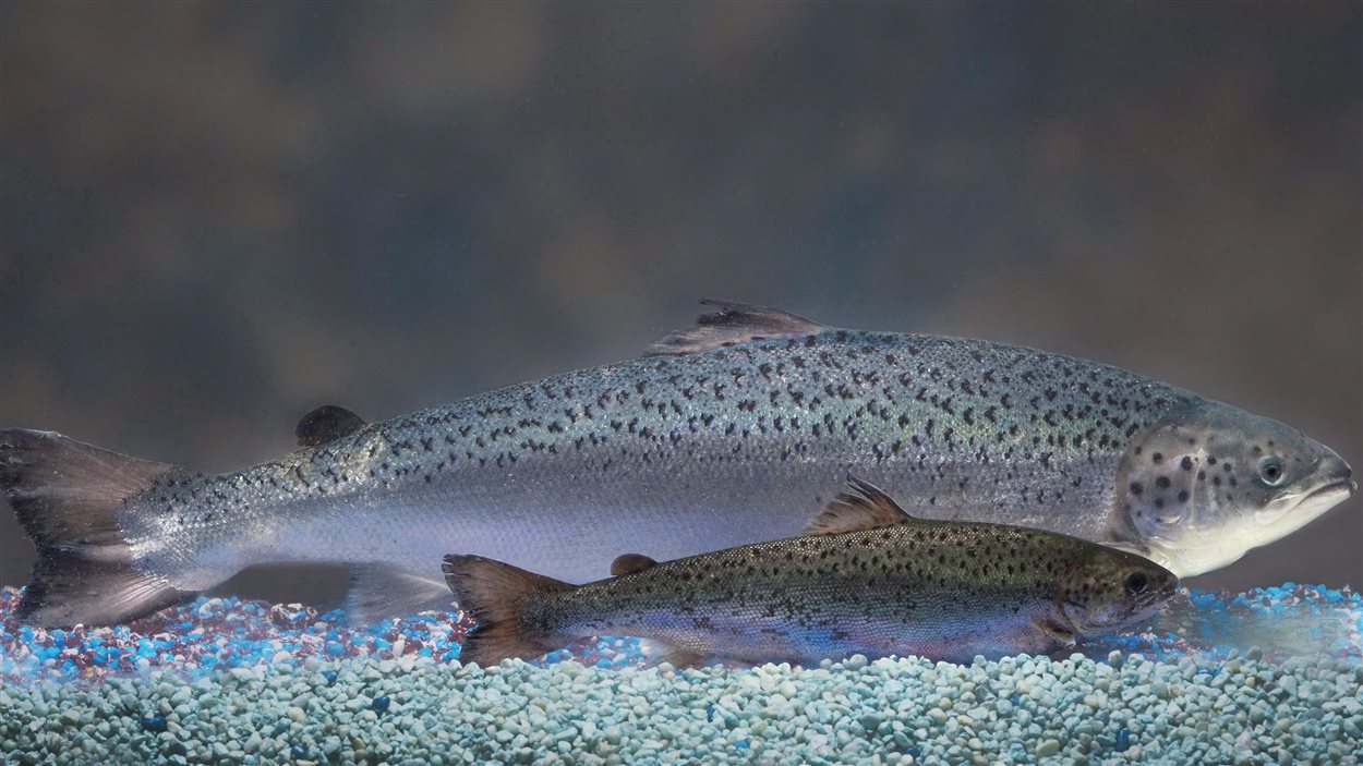 Photo offerte par AquaBounty Technologies en 2010. Le saumon à l'arrière de la photo a été génétiquement modifié. 