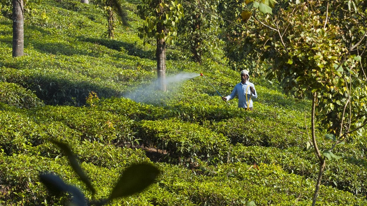 Un travailleur traite des feuilles de thé avec des pesticides en Inde