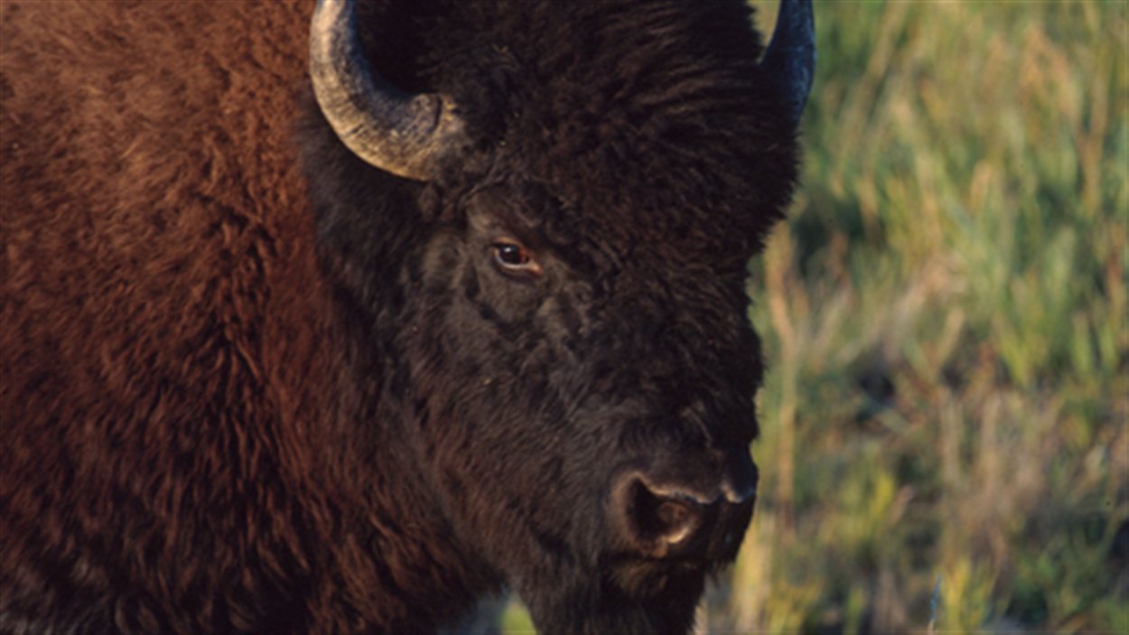 Un bison.