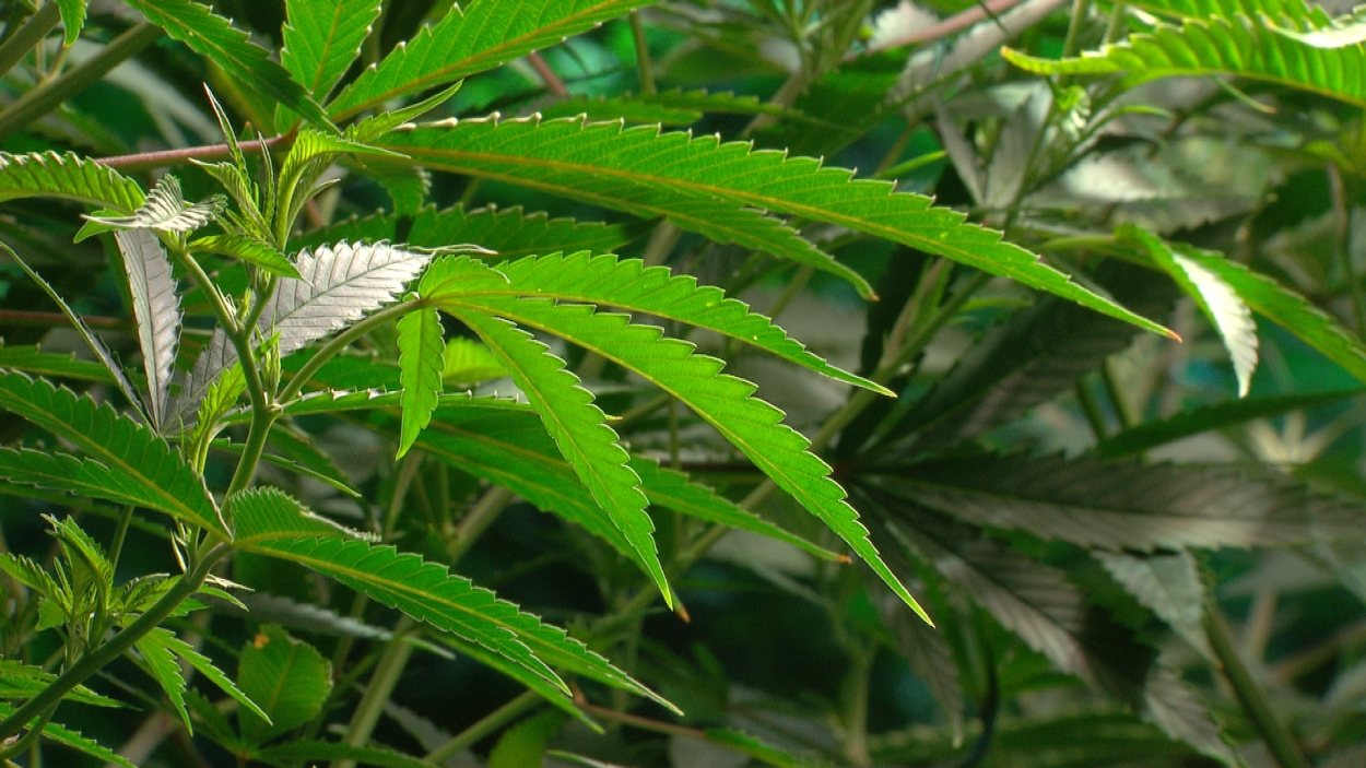 Des plants de marijuana.