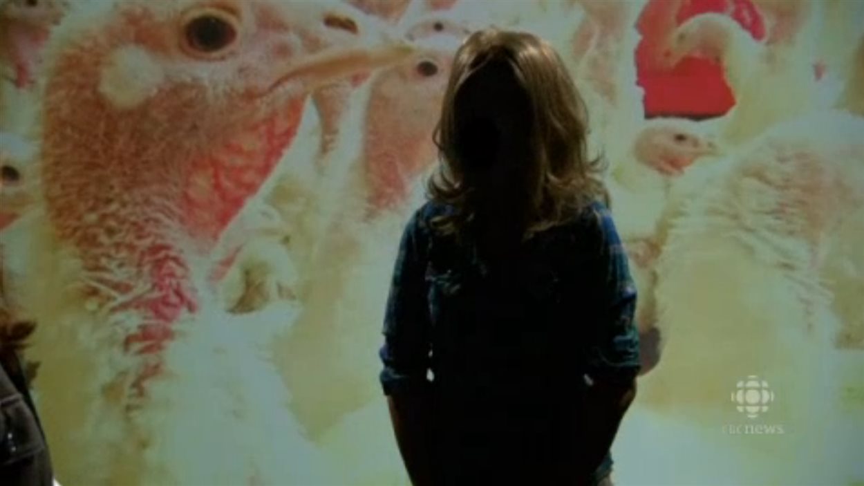 L'employée de Hybrid Turkeys et militante pour Mercy for animals en entrevue à l'émission Marketplace de CBC
