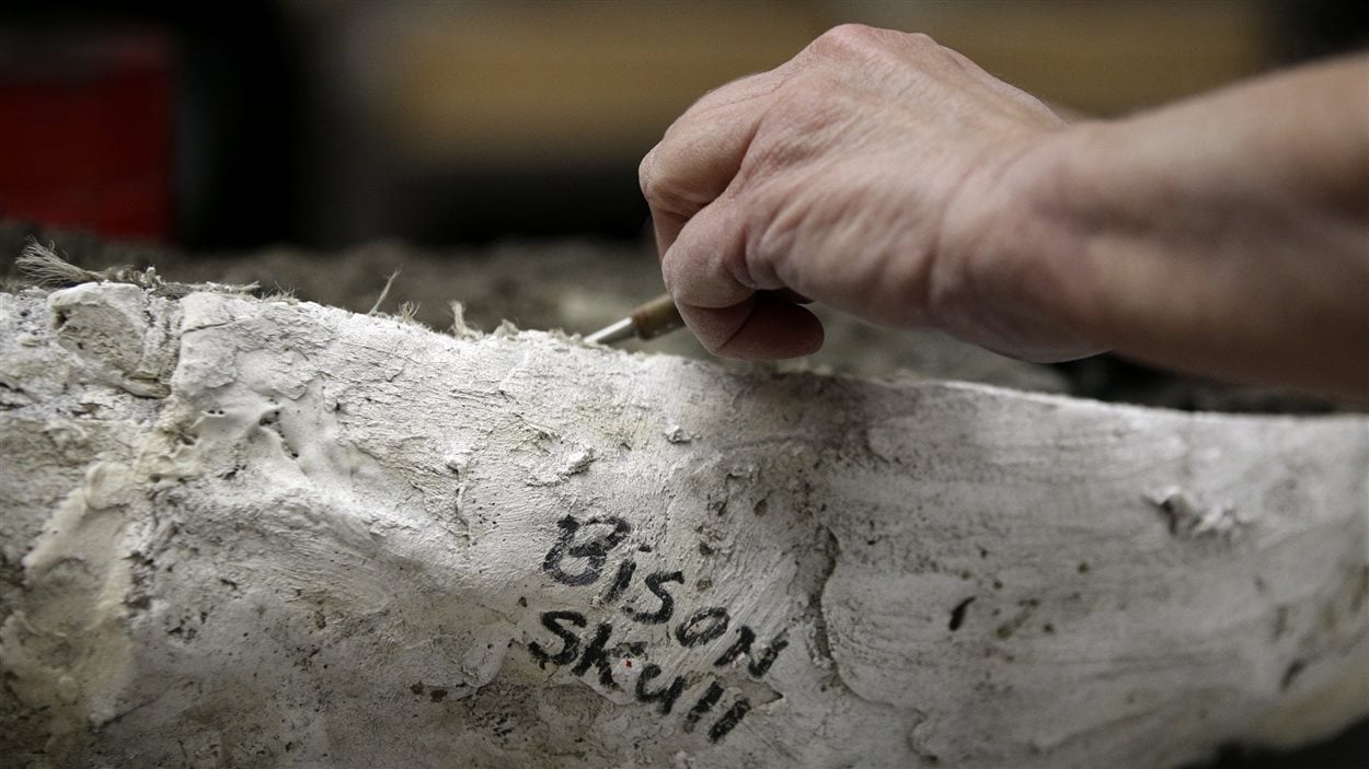 Un fossile de bison retrouvé en 2013 sur le territoire de la ville de Los Angeles