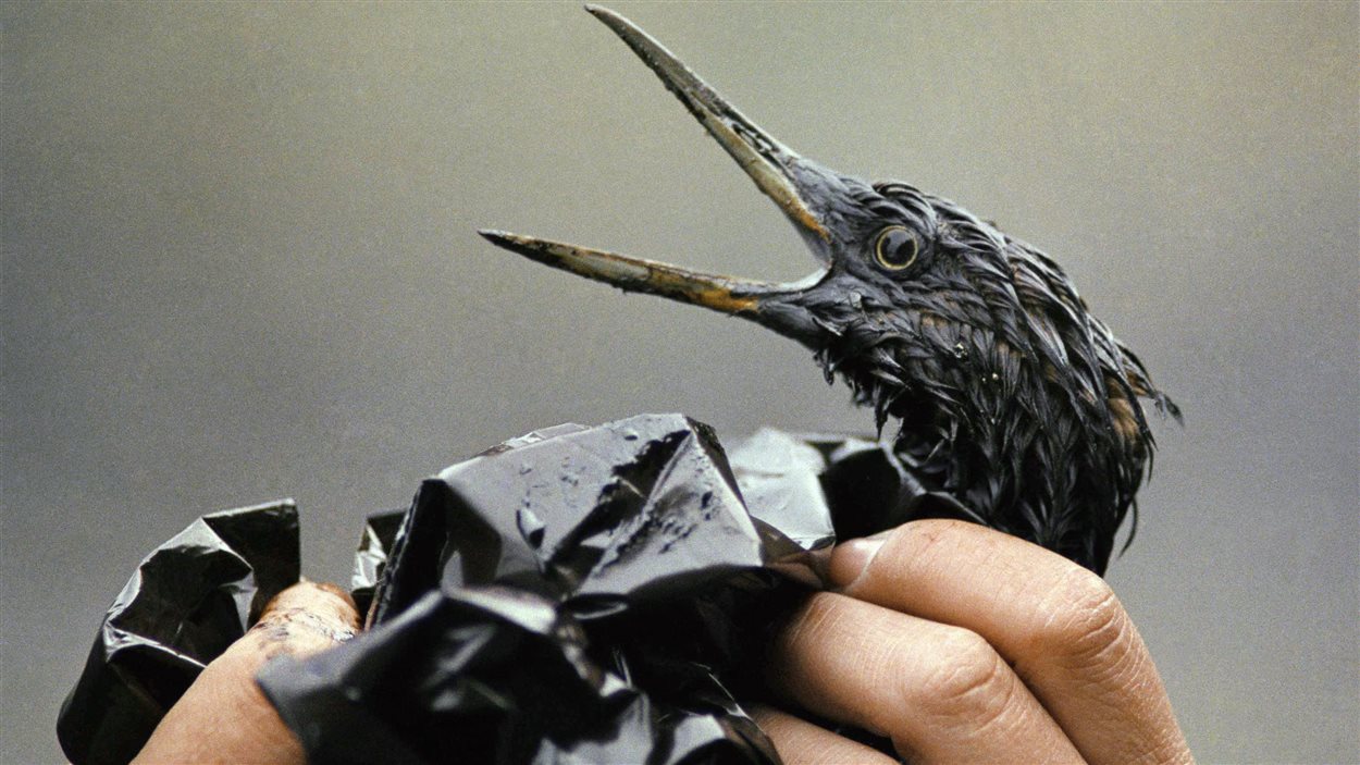 Un oiseau couvert de pétrole, après la catastrophe.