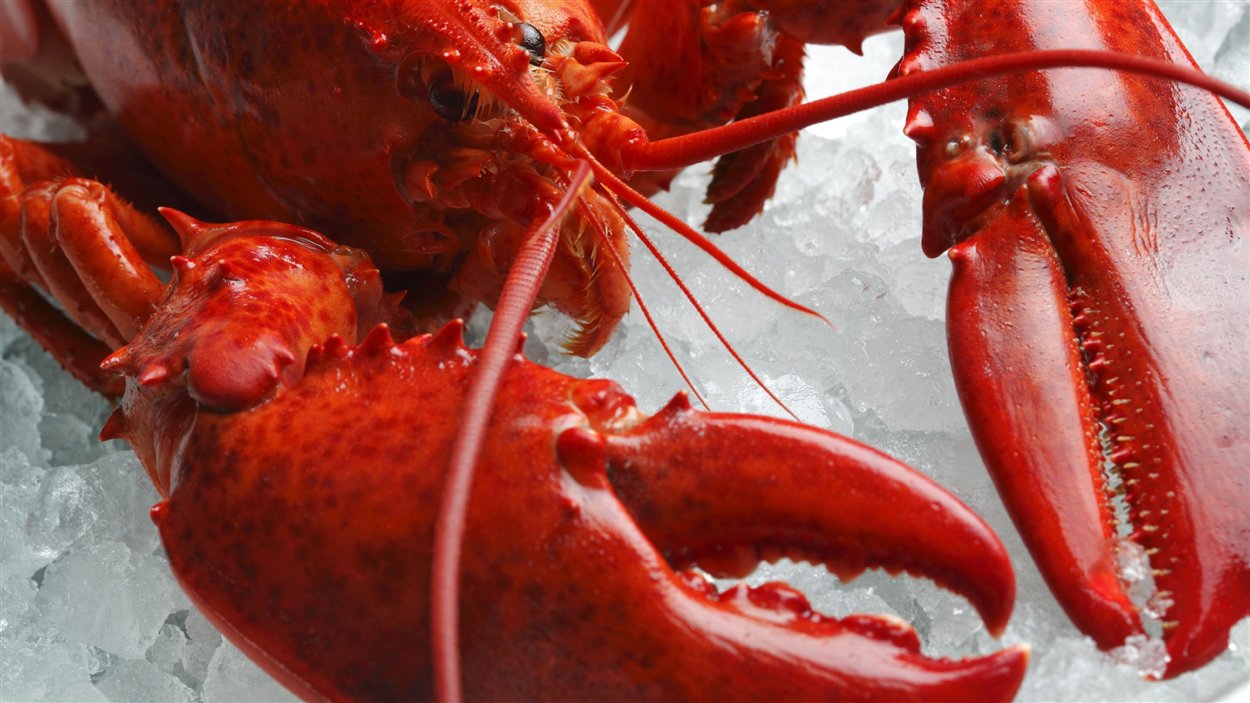Le homard, produit raffiné, ne l'a pas toujours été