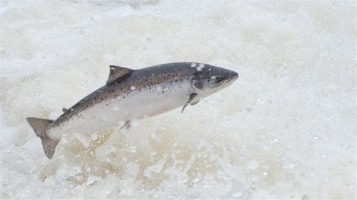 La population de saumon en hausse dans la Miramichi RadioCanada