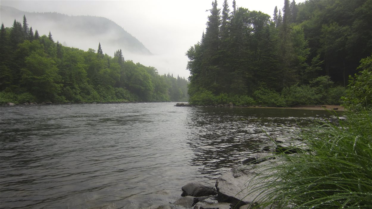 Important déclin des stocks de saumons de l'Atlantique RadioCanada