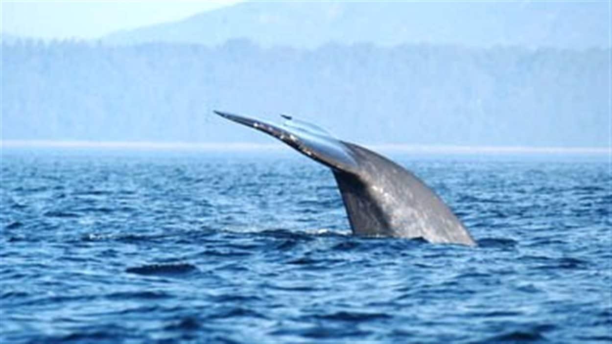 Baleines Bleues