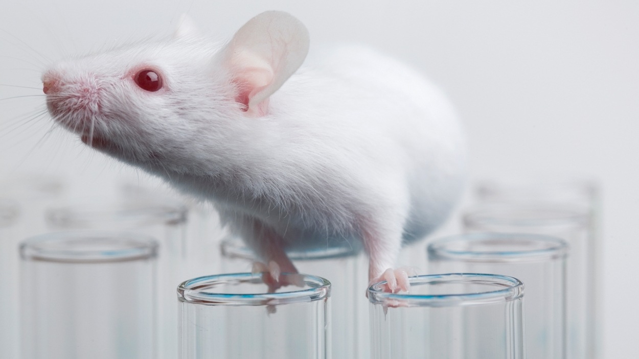 Les chercheurs de UBC ont fait 180 000 tests sur des animaux en 2014 ...