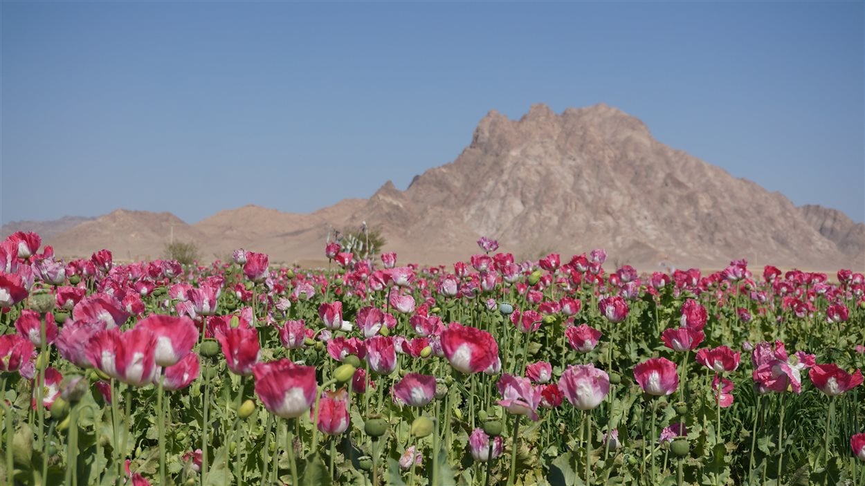 Champs de pavot en Afghanistan