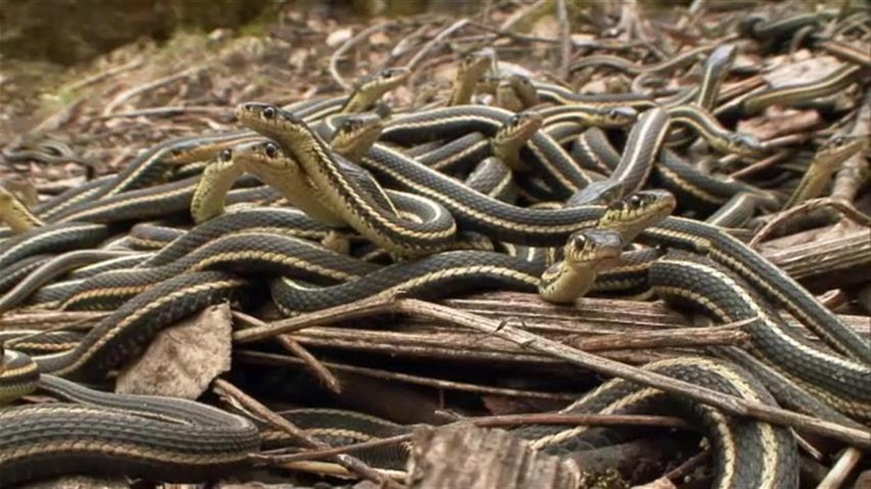 Des couleuvres envahissent des maisons à Brandon RadioCanada