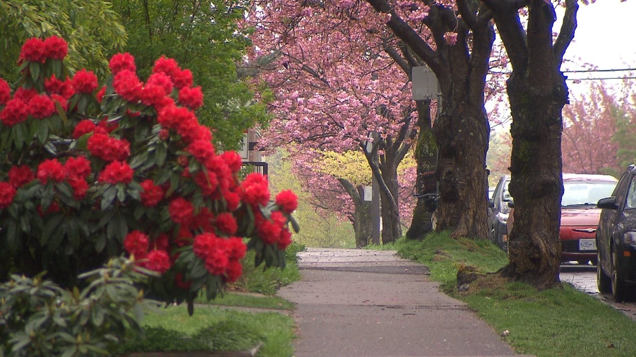Un trottoir bordé d'arbres à Vancouver.