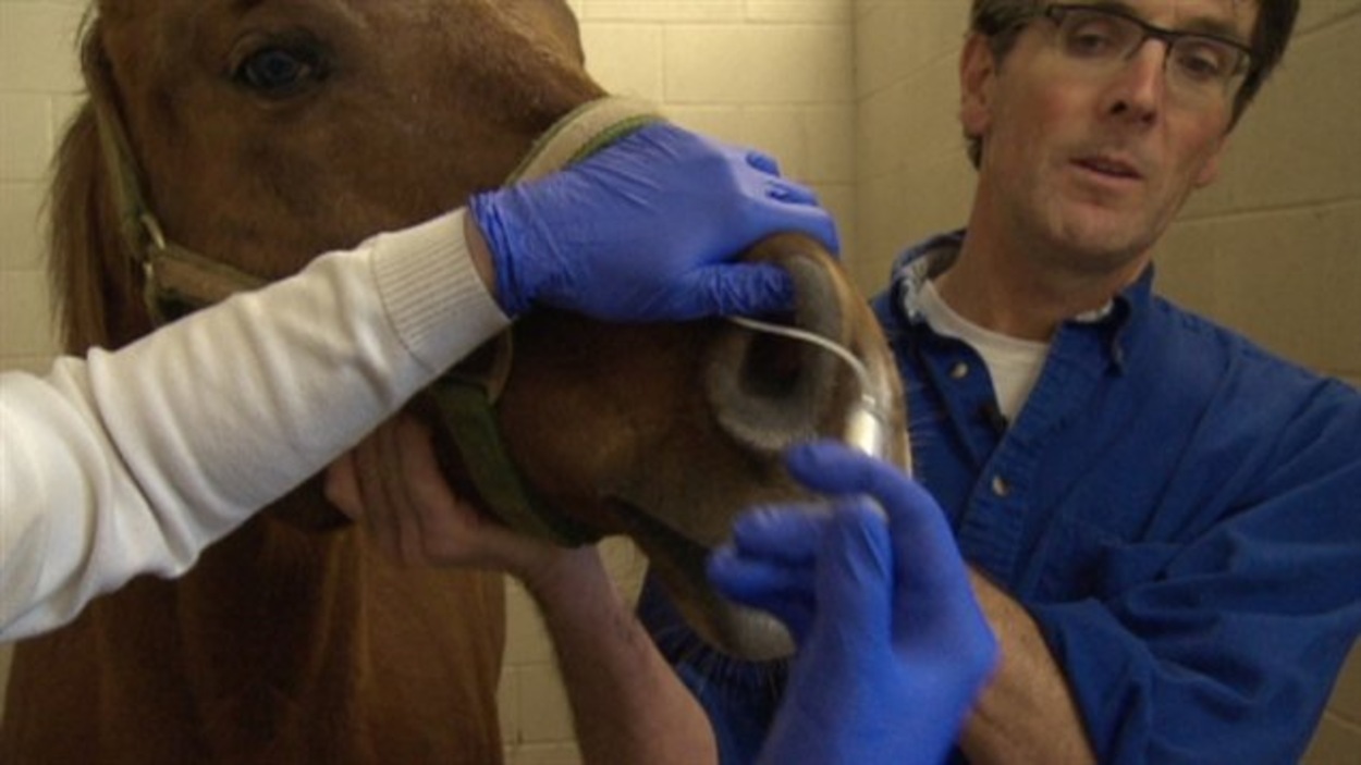 Santé équine deux vétérinaires en moins pour l'AbitbiTémiscamingue