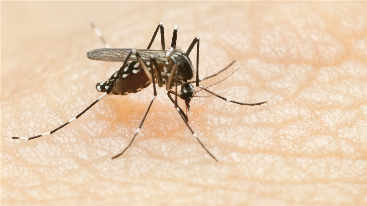 Les moustiques génétiquement modifiés sont utilisés pour contrer la Dengue