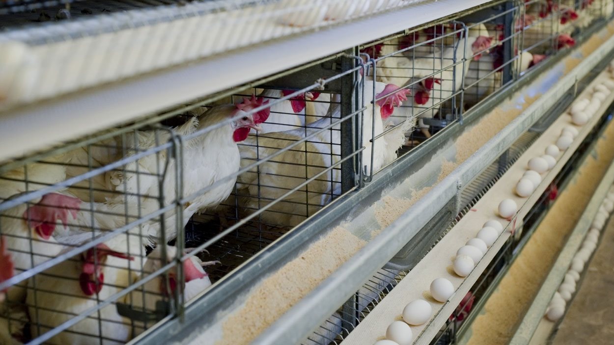 Marche en faveur de la fermeture des abattoirs du Québec | Radio-Canada
