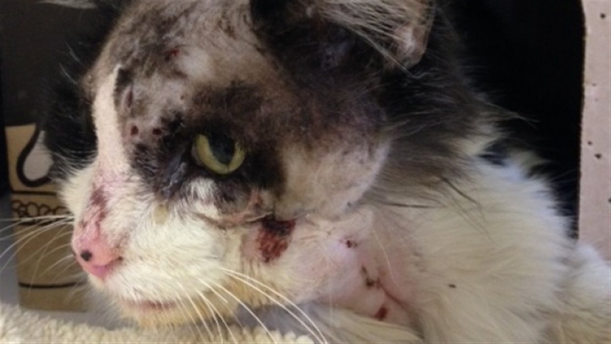 Deux Chiens Et Un Chat Victimes De Cruaute Animale Severe Radio Canada Ca Deux Chiens Et Un Chat Victimes De Cruaute Animale Severe Radio Canada Ca