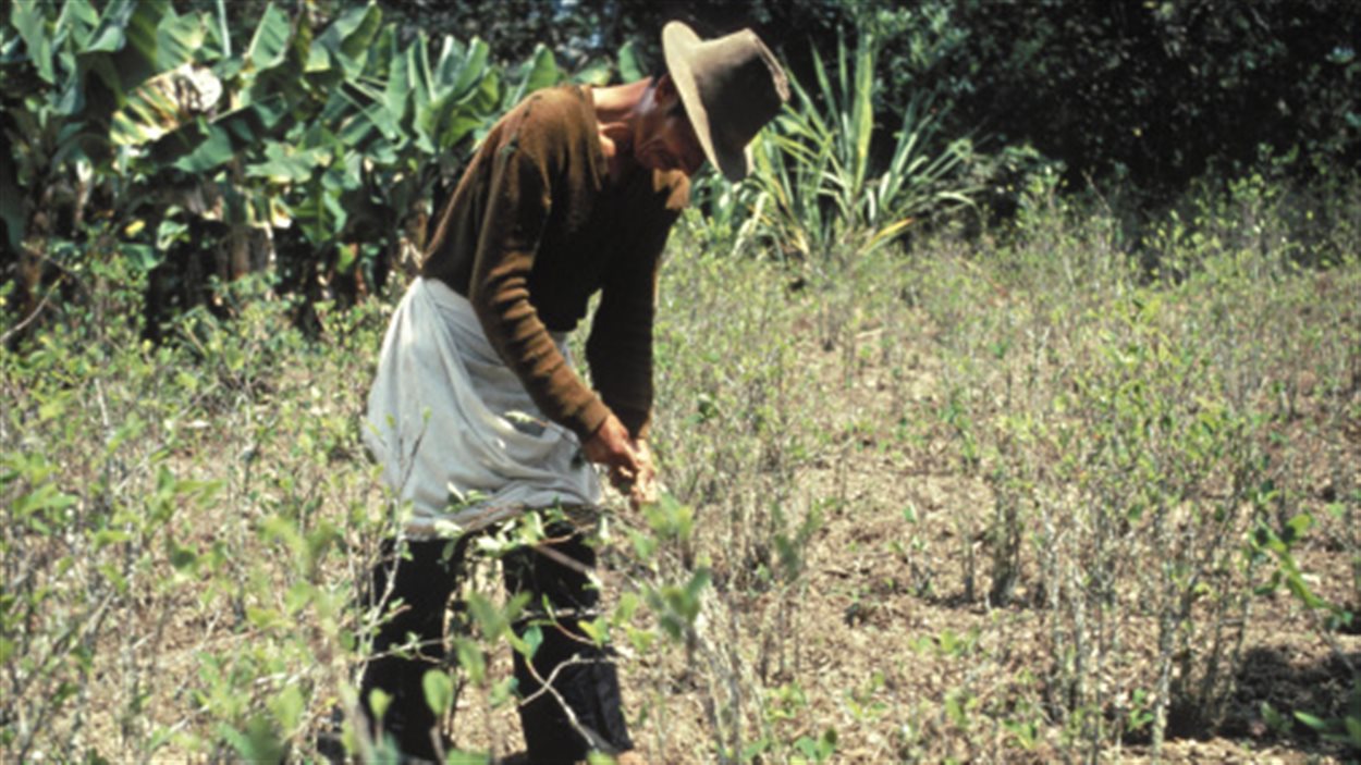 plants de coca en Bolivie