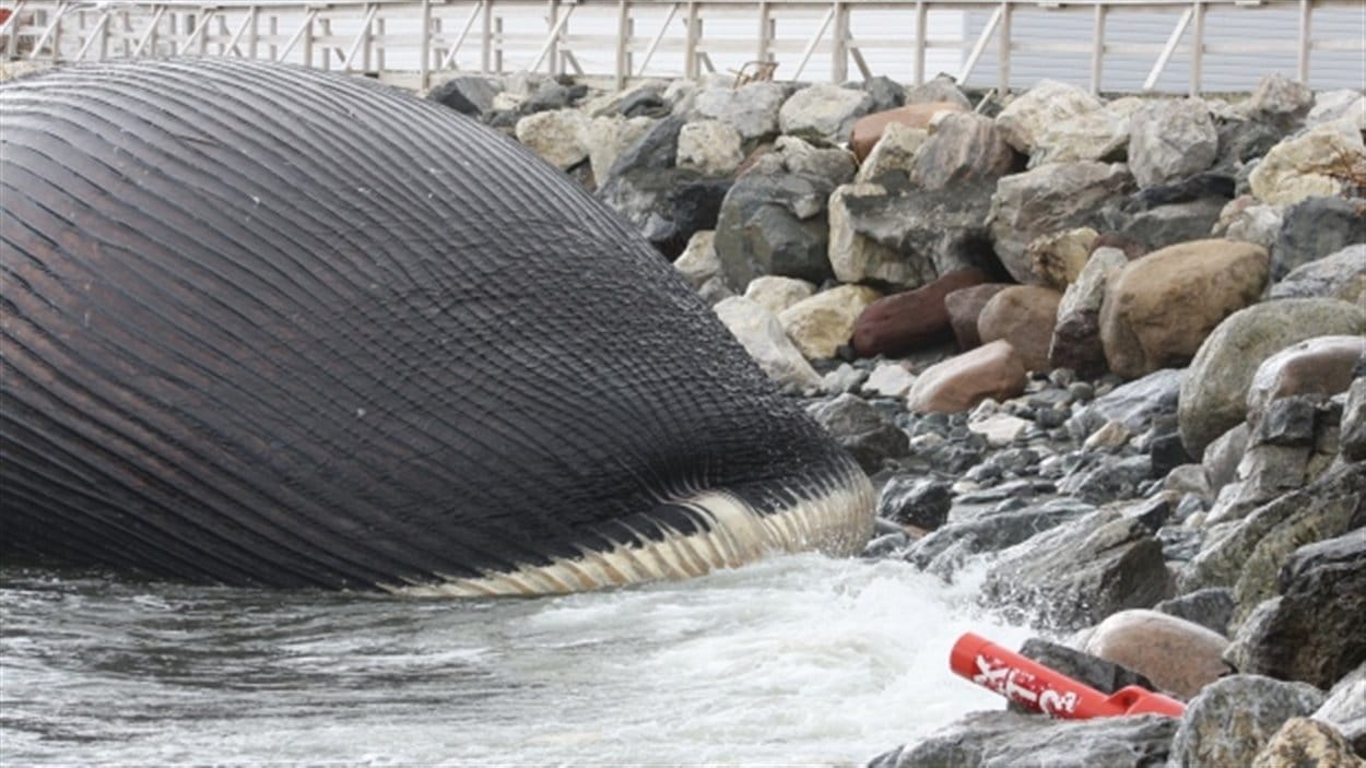 Carcasse de baleine bleue à Terre-Neuve