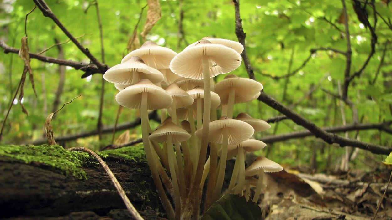 Comment poussent les champignons en forêt ?