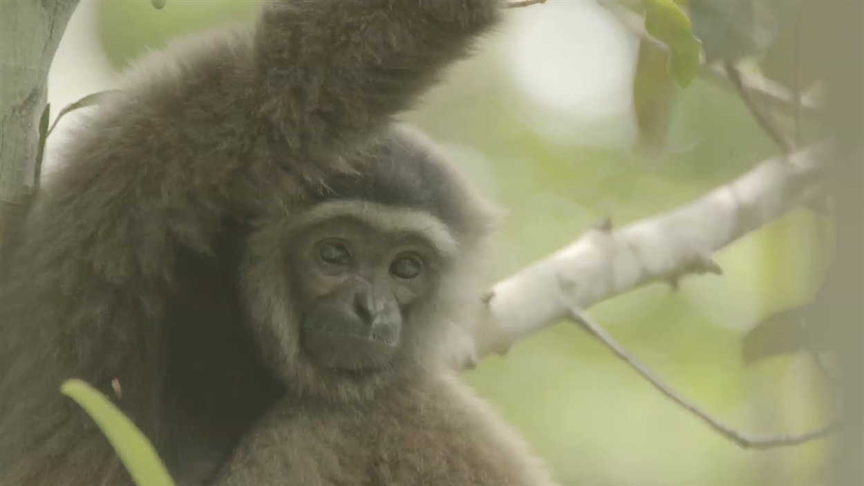 Tout savoir sur les gènes du gibbon RadioCanada