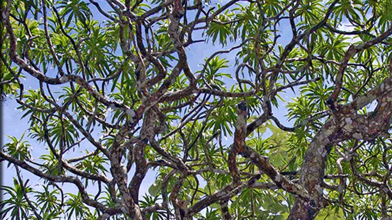 L'arbre-dragon de Thaïlande, qui peut atteindre 12 mètres de haut