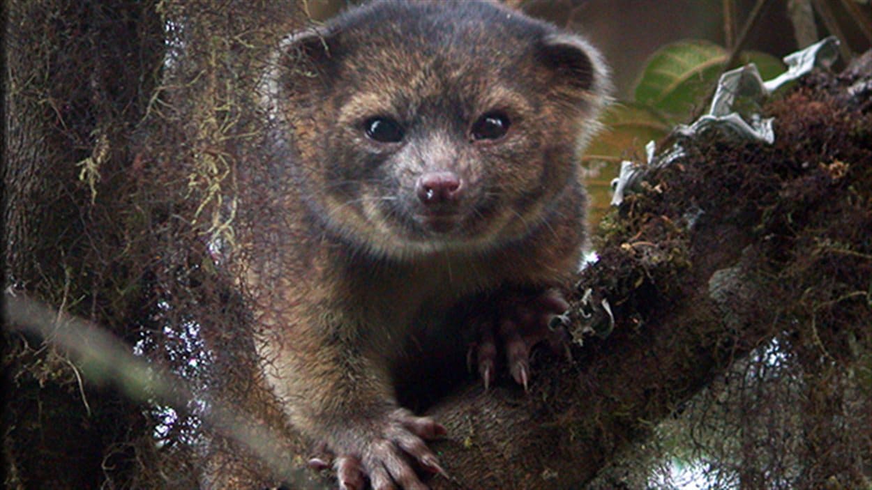L'olinguito, le chat-ours de 2 kg vivant dans les forêts de Colombie et d'Equateur. Il s'agit du premier mammifère carnivore découvert à l'ouest du méridien de Greenwich depuis 35 ans.