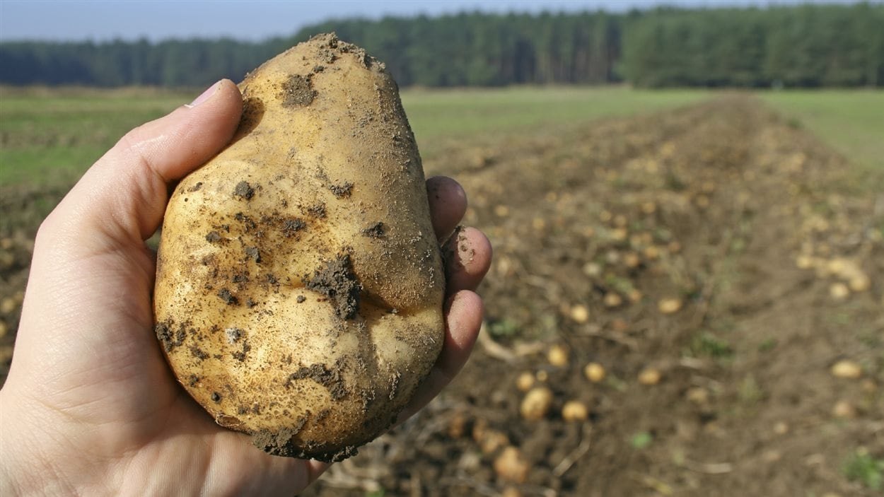 Une maladie de la pomme de terre venue du Mexique | Radio-Canada