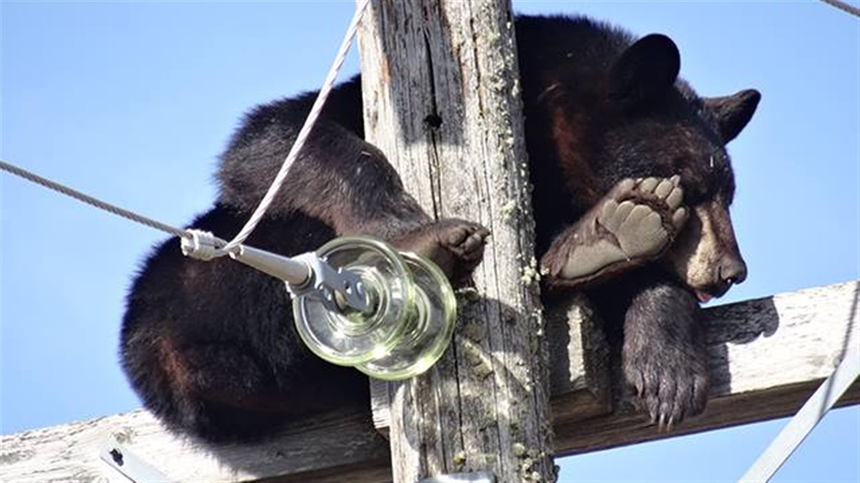 L'ours noir fuirait-il les paparazzis en camouflant sa tête avec sa patte?