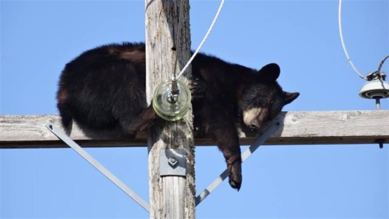 Un ours noir a fait la sieste en haut d'un poteau électrique près de Shelbrook, à 150 km au nord de Saskatoon, le 23 mai.