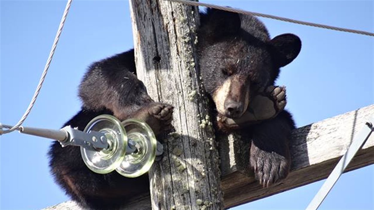 Les lignes électriques étaient tout près de l'ours surpris en pleine sieste.